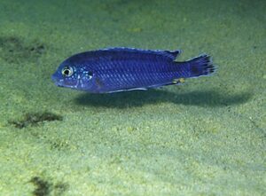 Labidochromis strigatus 'Same Bay'